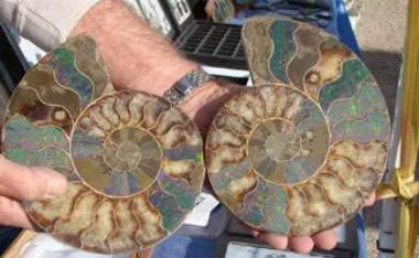 Two halves of a fossilized ammonite shell showing spiral patterns.